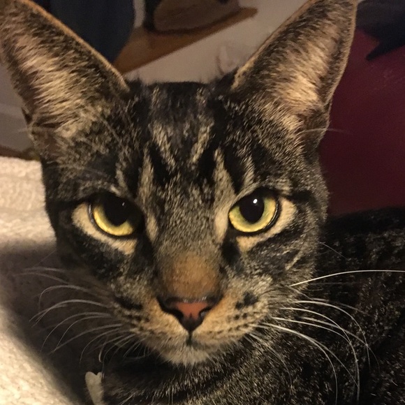 Meet your Posher, Jennifer - Picture 3 of 3